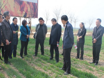 陜西省農業農村廳召開小麥機播質量觀摩會