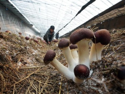 河北新河：特色食用菌種植富農家