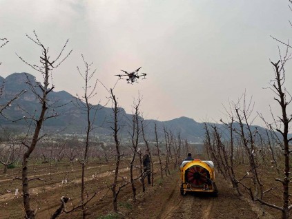 天上無(wú)人機(jī)，地面智能車！平谷大桃用上新技術(shù)