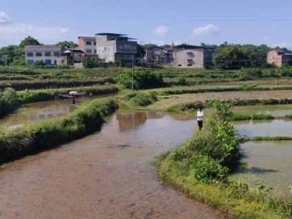 開州水稻無人機(jī)直播技術(shù)推廣跨出第一步