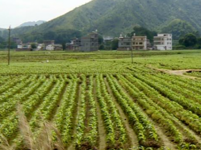 出租泉州市豐澤區東海后渚大橋旁60畝耕地