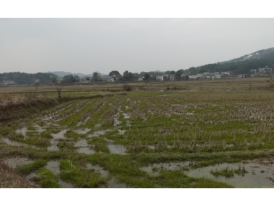 出租長(zhǎng)沙寧鄉(xiāng)市花明樓鎮(zhèn)1000畝水田