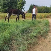 內蒙古赤峰谷子 高粱 玉米 黍子 甜菜收個作業