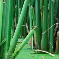 江蘇宜興50畝茭白飛防附近飛機聯系