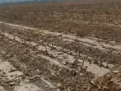 出租昌吉呼圖壁縣 6600畝 水澆地