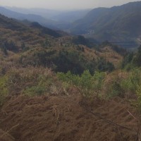 安徽安慶1000畝山地除草，大疆t50聯系