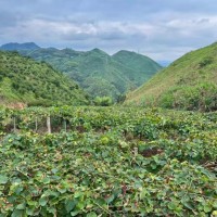 新化縣洋溪鎮山地果園300畝無人機聯系