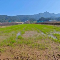 常山縣850畝水稻附近飛機聯系