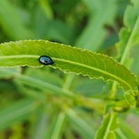 水稻飛機打藥