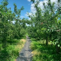 菏澤市牡丹區皇鎮街道果園打藥