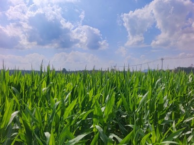 大疆T60植保無(wú)人機(jī)