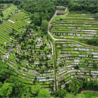 灑除草藥